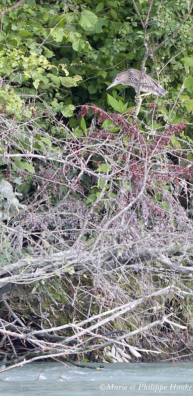 Bihoreau 0776_wm.jpg - Bihoreau gris juv., Nycticorax nycticorax, Black-crowned Night Heron au bord du Rhône (France, juillet 2011)